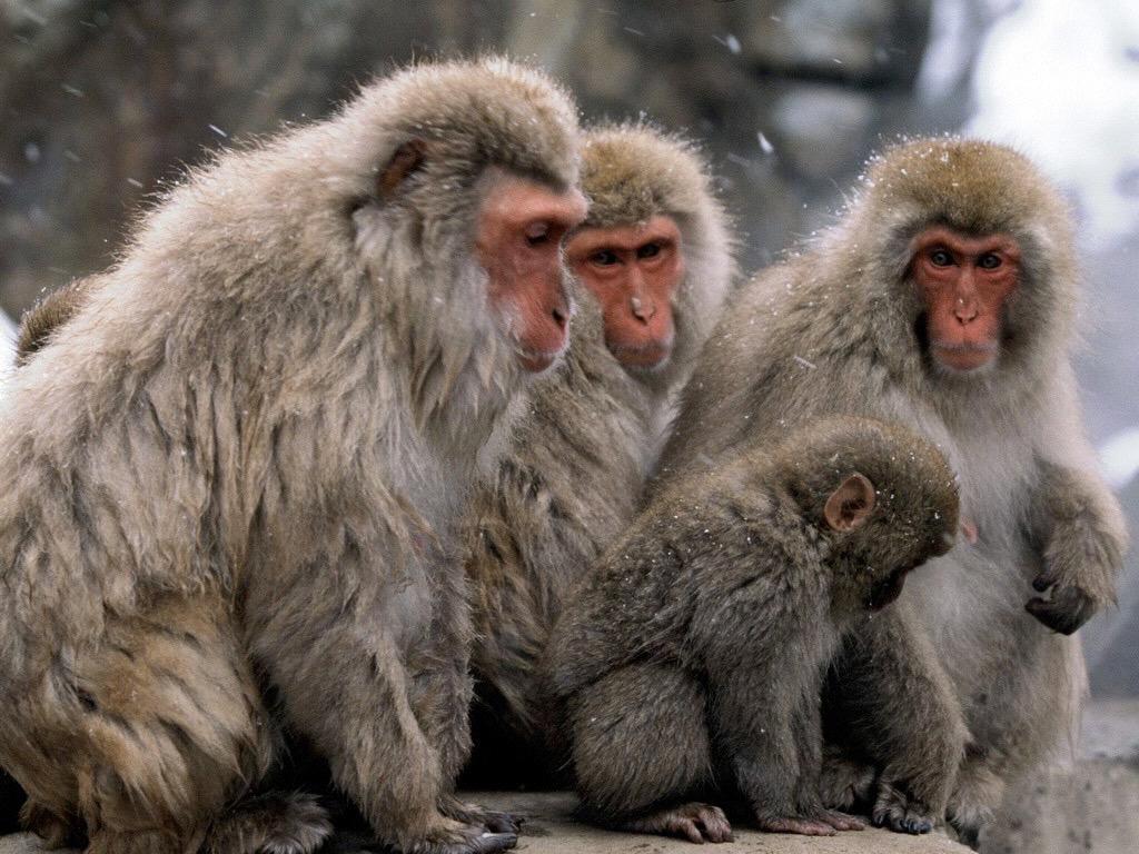 20. Los monos heredaron de sus antecesores anteriores una contextura anatómico fisiológica hasta cierto punto altamente organizada. 21.