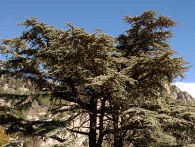 Pistacia lentiscus 14 1 12 1 Platanus hispanica 12 4 7 1 Platanus orientalis 2 2 Populus alba 8 4 4 Populus nigra