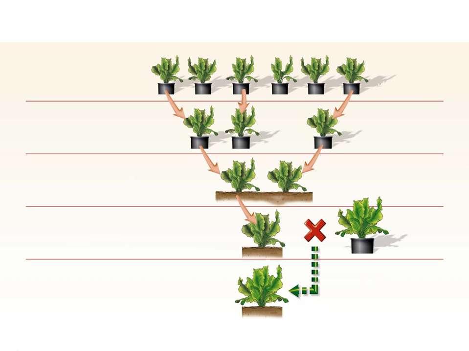 Desarrollo de líneas (eventos) y variedades MG Regeneración de las plantas después de la transformación Eventos de transformación Caracterización molecular y bioquímica de los transformantes