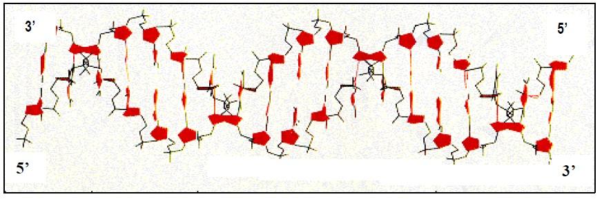 Año 2001 Describa las funciones más relevantes de los nucleótidos. Cite un ejemplo de nucleótido que participe en cada una de ellas [1,5].