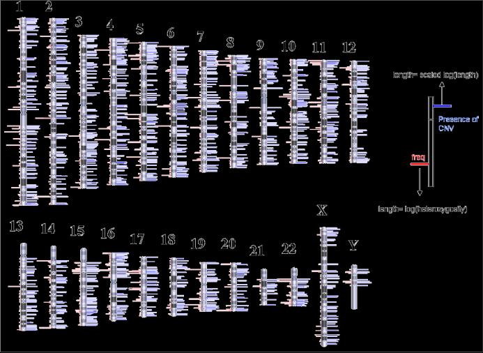 Variabilitat genètica, CNV CNVs Copy Number Variations Grandes regiones del genoma presentan diferentes nº de