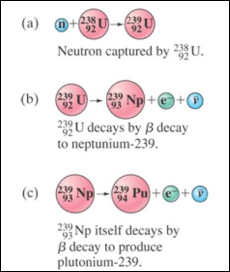 Slide 23 / 34 Reacciones Nucleares y Transmutación de los Elementos Neutrón Capturado por Los neutrones son muy eficaces en las reacciones nucleares.