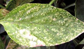 Botrytis o Podredumbre gris (Botrytis cinerea) La temperatura, la humedad relativa y fenología influyen en la enfermedad de forma separada o conjunta.