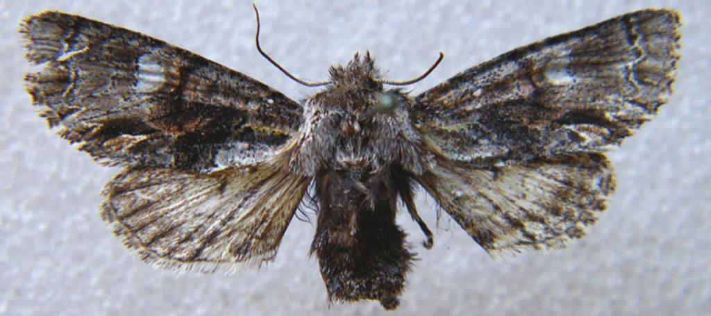 3. hembra de Gentiliana araucanica.