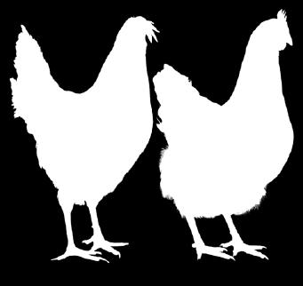 Como las gallinas cuentan con reservas limitadas de calcio en los huesos, éste se debe suplementar con la dieta diaria.