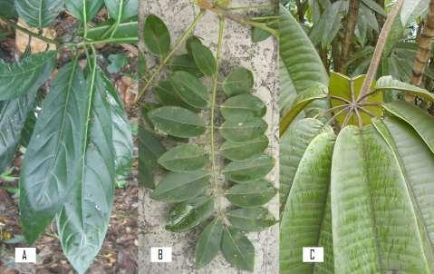 apical, en la cual se desarrollan las nuevas hojas. Figura 8.8. Varios tipos de hojas de angiospermas.