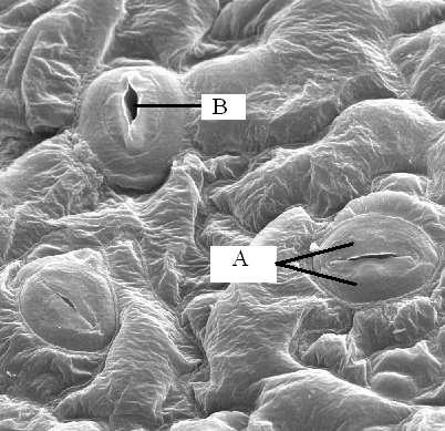 Figura 8.20. Estomas en la hoja de Arabidopsis, mostrados mediante una fotografía electrónica de barrido. A) Células guardas del estoma, B) poro estomático.