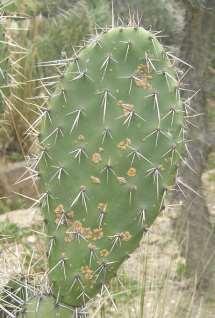 Figura 8.1. Tallo de un cactus.