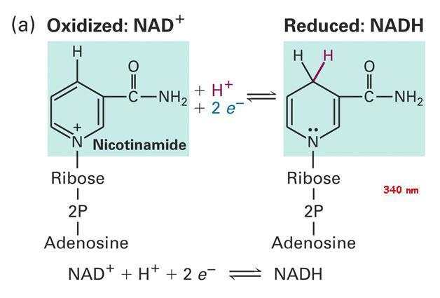 Coenzimas Nicotinamide