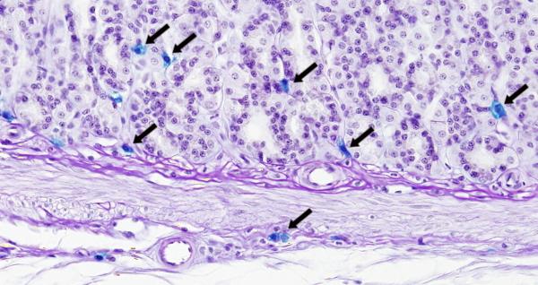 Figura 2: Mastocitos teñidos (flechas) con azul alcián en la mucosa del estómago. itora hematopoyética que se encuentra en la médula ósea.