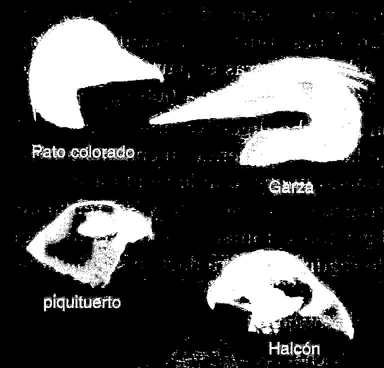Vertebrados Pico En tortugas, aves y ornitorrinco.