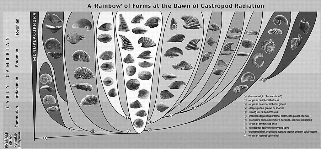 Origen de los gasterópodos 14 Según la hipótesis más aceptada, los gasterópodos surgieron cuando un ancestro Monoplacóforo sufrió una torsión, que consiste en un radical giro