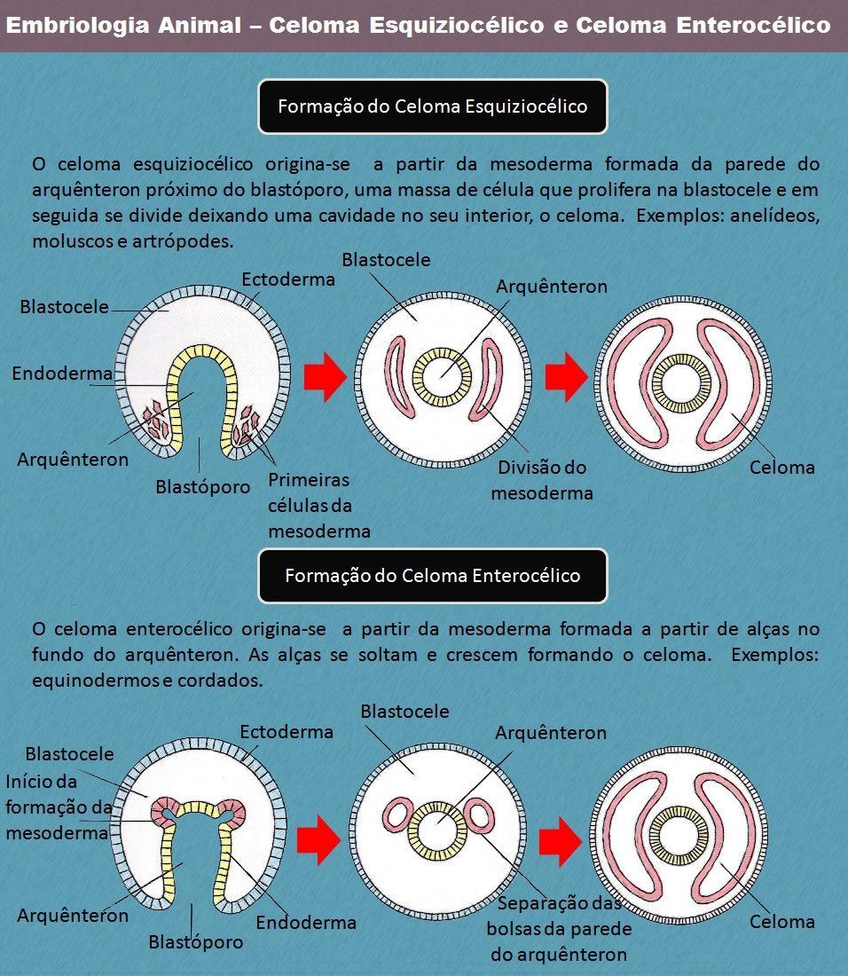 Segunda hipótesis Ancestro celomado El celoma de moluscos está representado por el sistema reno-gonadal-pericárdico, y la principal cavidad del cuerpo es el hemocele.