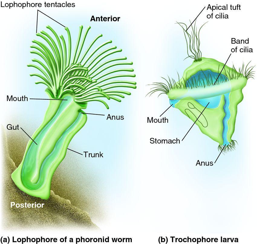 Antecesor común de moluscos, anélidos y otros grupos como nemertinos o equiuroideos.