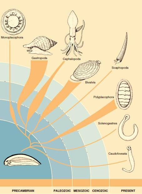 Ancestros de los moluscos 09 Los moluscos se dividen en dos grandes clados.