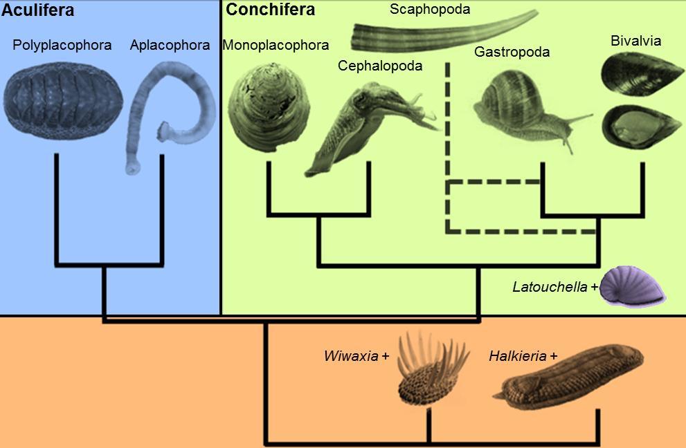 Dentro Conchifera, aún persiste cierta incertidumbre sobre la posición más probable de la Scaphopoda (conchas colmillo). Monoplacophora fue como grupo hermano de los cefalópodos.