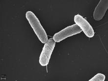 Criterio de seguridad alimentaria Peligros Salmonella Enterobacter sakazakii E. coli L.