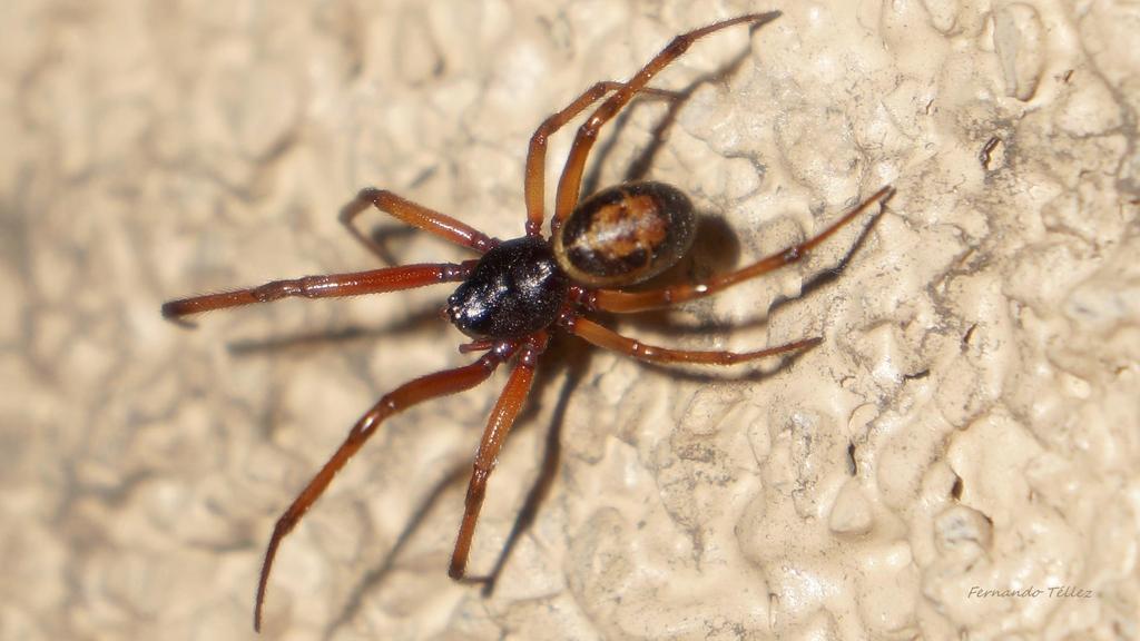 Steatoda nobilis (Thorell, 1875) Nueva araña de