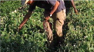 Durante muchos años la producción de hortalizas, para el consumo fresco en Cuba, se llevó a cabo bajo la dirección de las grandes empresas estatales, basada en los principios de la revolución verde,