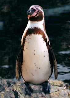 Familia Spheniscidae Spheniscus humboldti Meyen, 1834. Pingüino de Humboldt Es una especie endémica de la Corriente Peruana.