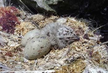 Blanca, Ferrol, Cocoi (sur de Huacho), La Vieja y las puntas Atico y Coles. En las islas Lobos de Afuera, en la primera semana de Noviembre del 2004 la mayoría de los nidos presentaban huevos.