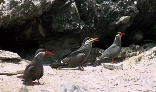Es un ave endémica de la Corriente Peruana. Su distribución incluye las costas del Perú, desde las islas Lobos de Tierra, hasta Corral, Chile (Zavalaga, 1997). J.