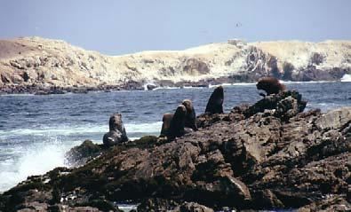 BIODIVERSIDAD A continuación se presenta de manera resumida la información encontrada sobre la biodiversidad de las islas Lobos de Afuera.