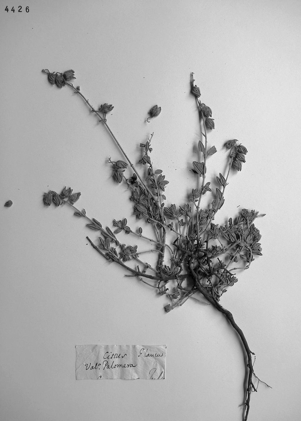 M. A. Carrasco y D. Perea Cistaceae de A. J. Cavanilles (1745-1804) recuperadas en el Herbario del Real Colegio... Fig. 5 Etiqueta (m. Lagasca) pertenecientes al herbario Cavanilles. Fig. 4 Estado de las plantas.