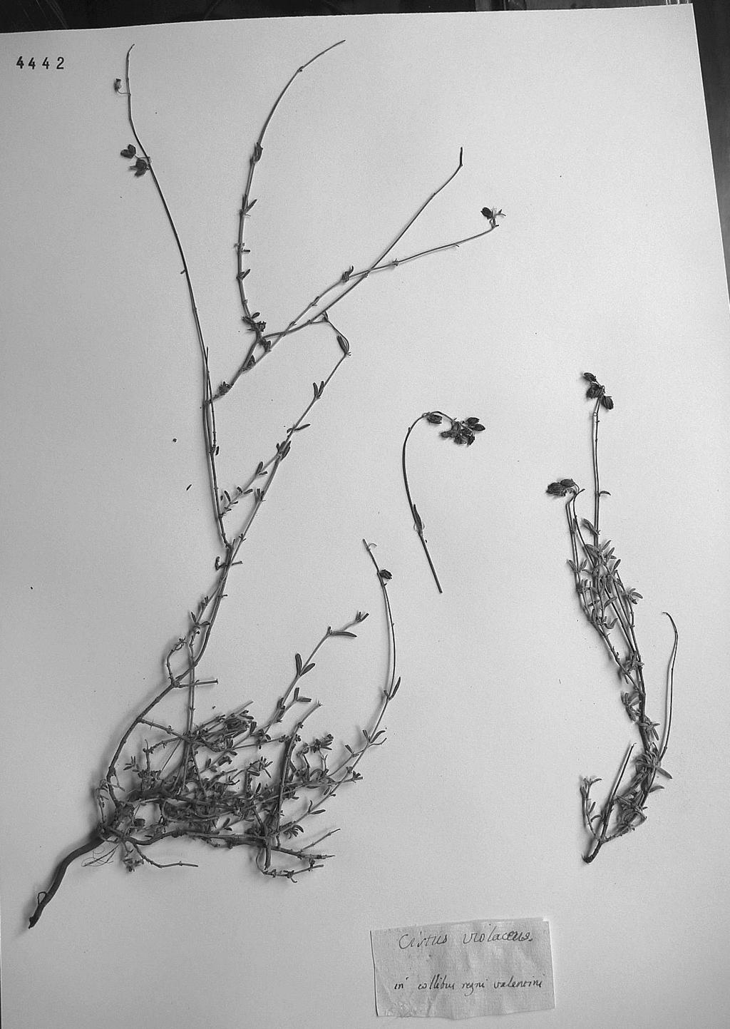 Lagasca). El pliego consta de un pie de planta con hojas y flores. Otro pliego: RCAXII 4389. Cistus violaceus. Cav. // En Onil y Tibi Observaciones: etiqueta (m.