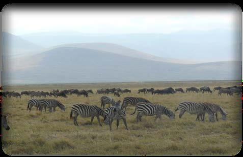000km 2, alberga en sus llanuras junto a la Reserva Nacional Masai Mara en Kenya, la mayor migración de mamíferos del mundo.