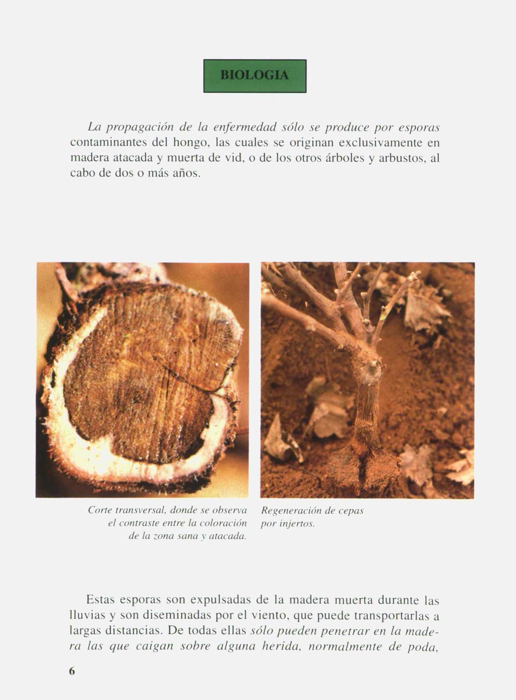 BIOLOGIA La propagación de la enfermedad sólo se produce por esporas contaminantes del hongo, las cuales se originan exclusivamente en madera atacada y muerta de vid, o de los otros árboles y