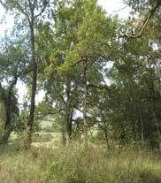 LOS BOSQUES AUTÓCTONOS: Robledales de Quercus robur, marojales, hayedos y quejigales Estos bosques se encuentran en el anexo I de la Directiva Hábitats.