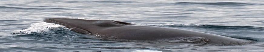 46 Resultados Avistamiento de cetáceos Durante los casi 3 meses de travesía que duró la campaña, se recopiló información de 5 tramos distintos, de