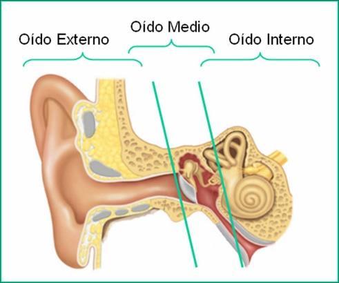 CÓMO FUNCIONA EL OÍDO? El oído tiene tres partes: el oído externo, el medio y el interno. Cuando alguien produce un sonido, este entra a nuestro oído por la oreja. Luego pasa al oído medio.