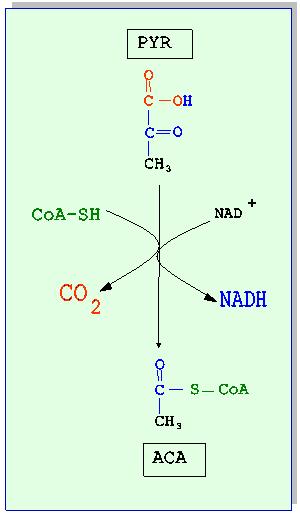 Figura Nº 3: Transformación del ácido pirúvico en acetilcoencima A II.