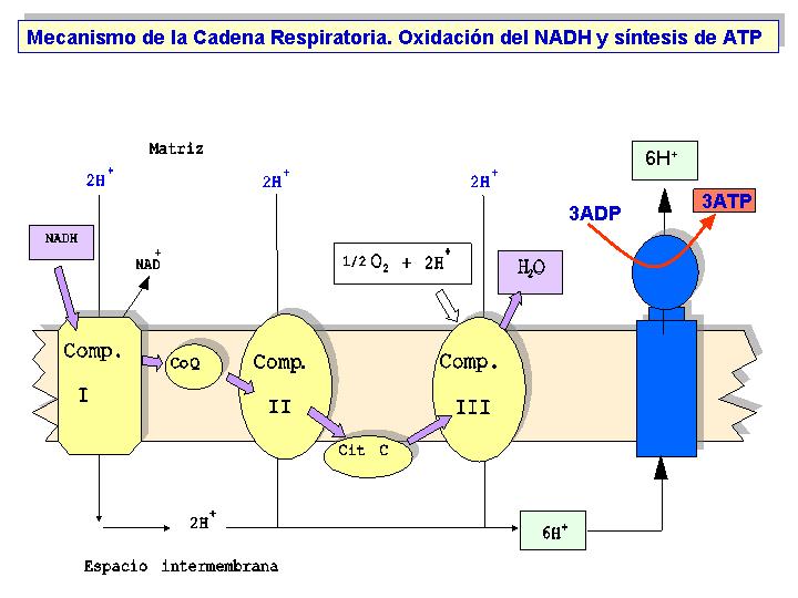 1 glucosa + 38 ADP + 38 P i 6 CO + 38 ATP de los NADH son formados en el citoplasma durante la glicólisis.