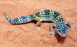 Geckos Eublepharis