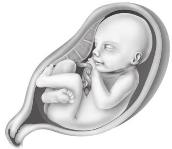 Podría sentirlo cuando se mueve. El feto duerme y se despierta regularmente. Las uñas crecen hasta la punta de los dedos.