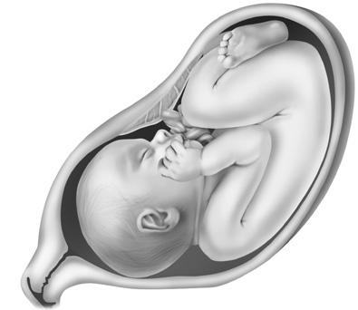 Cómo crece el feto (continuación) Nota: Las semanas que se ilustran aquí representan la edad gestacional que se calcula a partir de la fecha del primer día del último período menstrual.