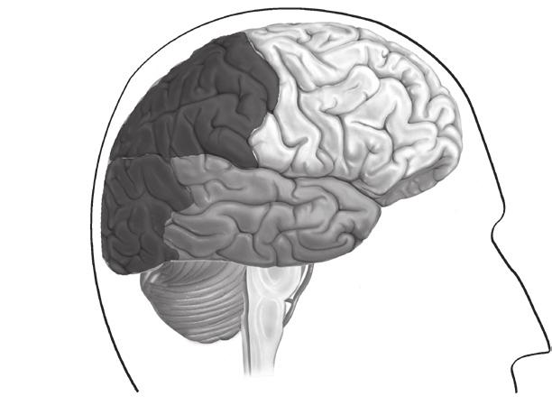 30 Neuromarketing Dentro de cada uno de los lóbulos hay varias áreas diferenciadas que cumplen distintas funciones: existen áreas responsables del habla y el lenguaje, áreas que procesan la