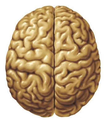 Del marketing al neuromarketing: cómo llegar a la mente del mercado 31 micamente, su entramado neuronal es mucho más denso que el del hemisferio derecho.