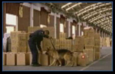 Modernización Consolidación de Unidad Canina Es una estrategia para adquirir a finales del 2012 un total de 412 ejemplares caninos para