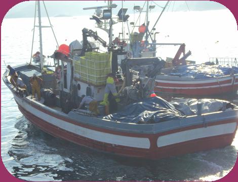 Estructura del sector pesquero en Malpica de Bergantiños A continuación, se muestra la composición de la industria y