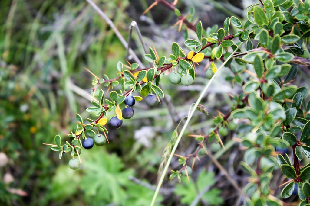 calafate Berberis microphylla.cuenta la leyenda que quien prueba el fruto del calafate, quedará cautivado por su encanto y volverá a la Patagonia por más.