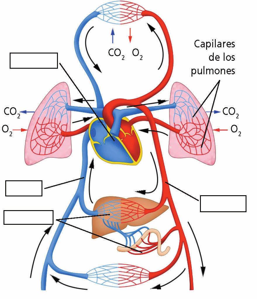 Ciencias de la Naturaleza 2.º ESO Unidad 1 Ficha 5 Sistema digestivo. Sistema circulatorio.
