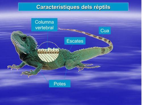 4.- ELS RÈPTILS Exemples de rèptils La tortuga La serp El cocodril La sargantana El