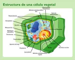 Eucariotas - Células vegetales -