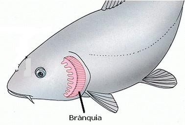 5) Fixa't en la forma del cos dels peixos de les imatges. A què està adaptada la forma dels peixos?