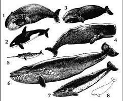 12) Les balenes, els dofins, els catxalots, els rorquals, les foques, són peixos?
