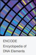 El proyecto ENCODE La Encyclopedia of DNA Elements (ENCODE) surge de una colaboración internacional iniciada en 2003.